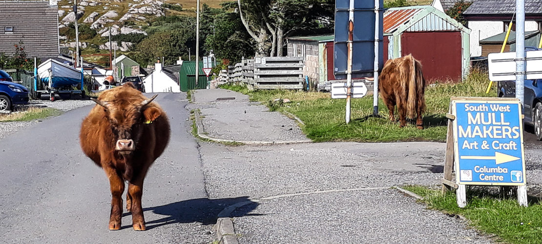 Highland cattle outside the Columba Centre, Fionnphort