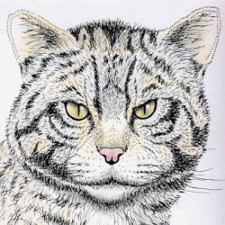 John Clare Scottish Wildcat by John Clare