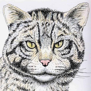 Scottish Wildcat A Scottish Wildcat by John Clare