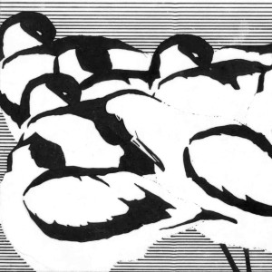 Avocets Avocets. Artwork by John Clare