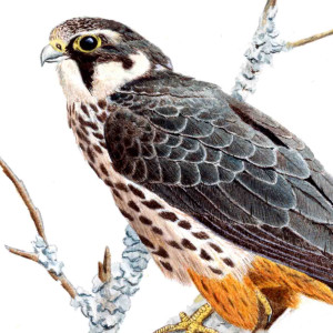 Hobby Hobby. Watercolour by John Clare