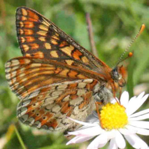 Marsh Fritillary Marsh Fritillary. Photo by John Clare