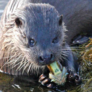 Otter Otter. Photo by John Clare