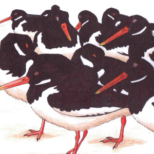 Oystercatchers Oystercatchers. An ink painting by John Clare