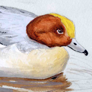 Pochard Pochard. Watercolour by John Clare