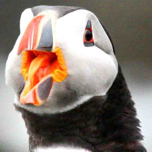 Puffin Puffin. Photo by John Clare