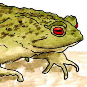 Toad Toad. A watercolour by John Clare