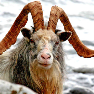 Wild Goat Wild Goat. Photo by John Clare